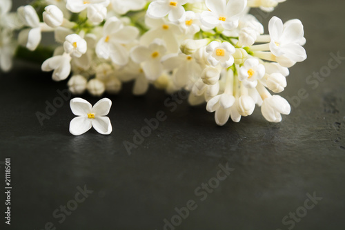A branch of white lilac with one alone flower with copy space