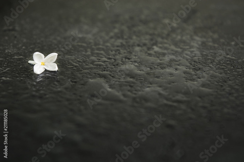 Loneliness flower over wet black background with copy space