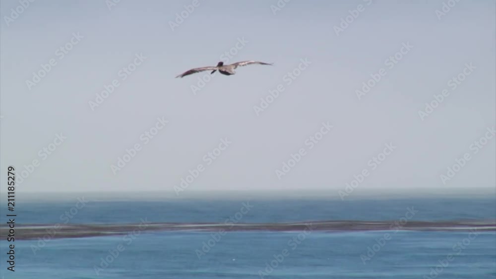 Pelican Flying for Catching Fish, San Louis Obispo, CA, USA