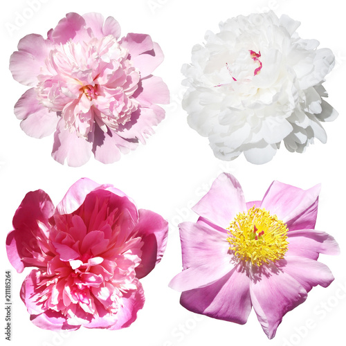 Set of four peonies isolated on white background  © Ann-Mary