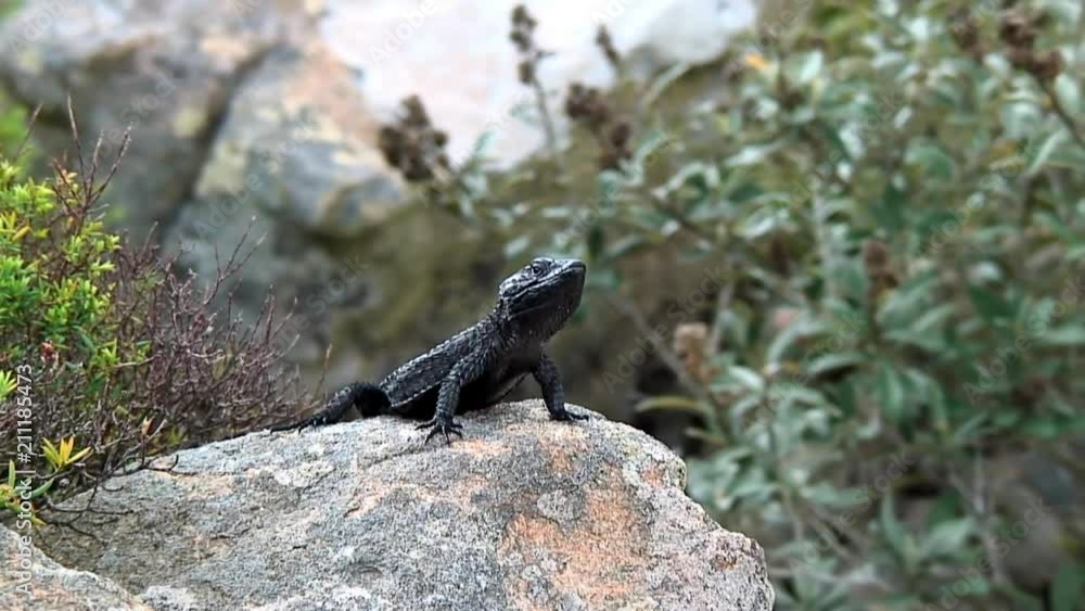 Zoom-Out: Black Lizard Sun Bathing in South Africa Zoom-Out: Black Lizard Sun Bathing in South Africa