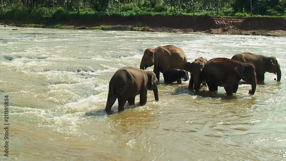 Elephants Bathing in the River, Pinnewala Sri Lanka Elephants Bathing in the River, Pinnewala Sri Lanka