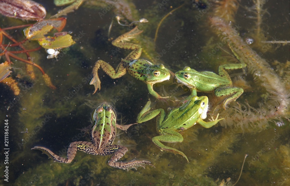 Grenouilles Grenouilles