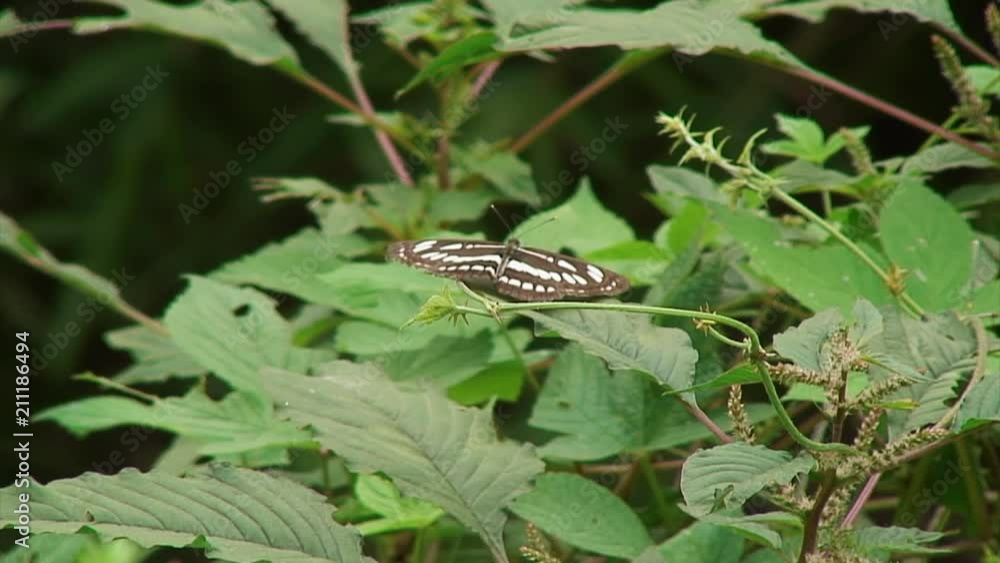 Black and White Butterfly on Wild Plants, China Black and White Butterfly on Wild Plants, China