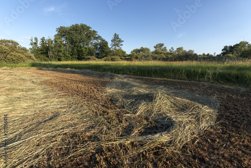 Obraz na plátně Prairie et foin