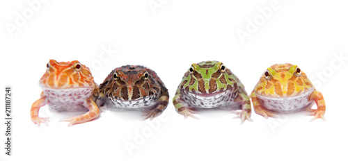 Four chachoan horned frogs isolated on white