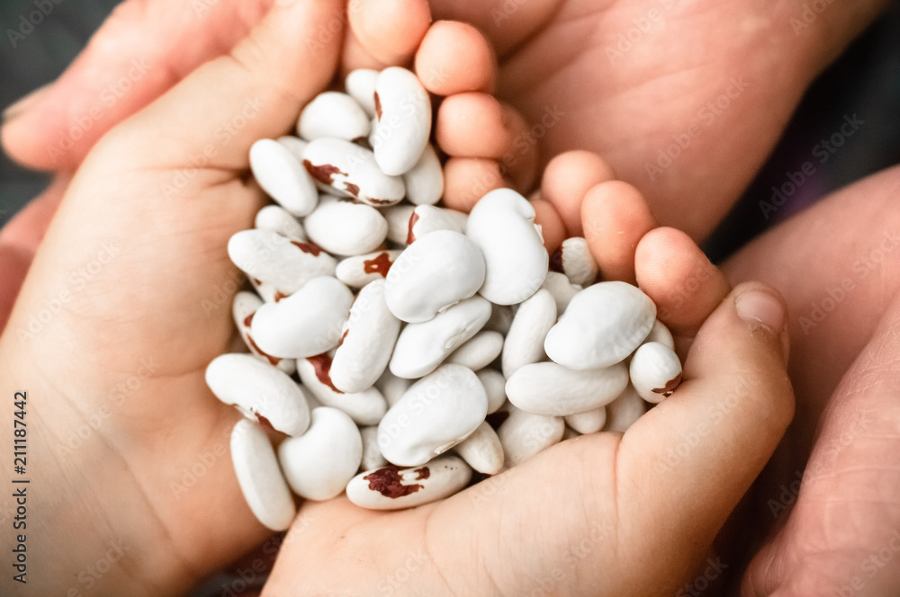 Kidney beans. White kidney beans with red spots in the hands of grandmother and little girl, In the hands of vegetables. Clouse-up Kidney beans. White kidney beans with red spots in the hands of grandmother and little girl, In the hands of vegetables. Clouse-up