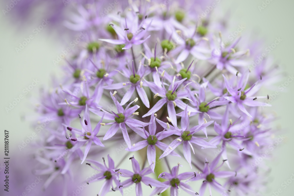 Obraz premium Fleur