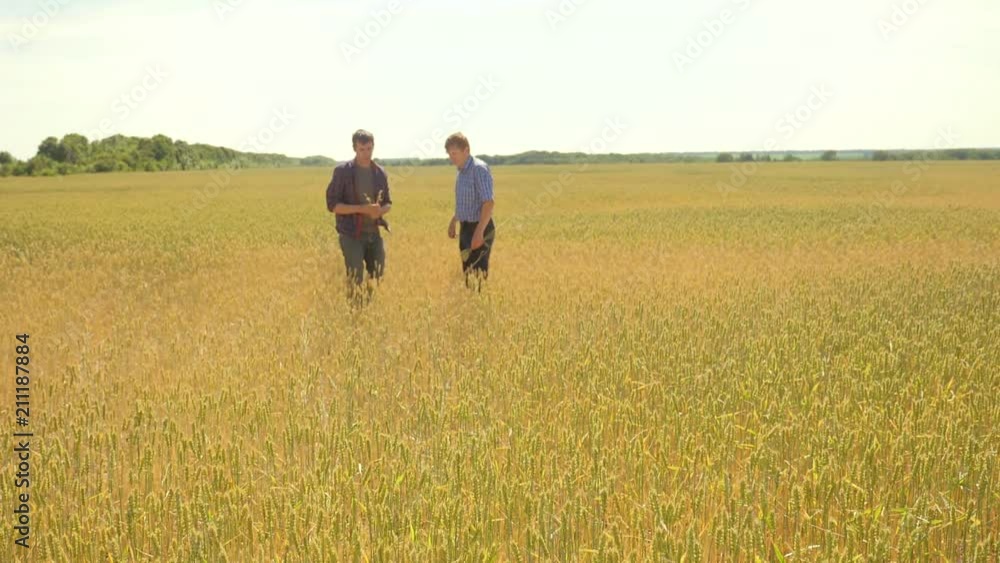 old two farmers explore are studying. man Wheat Field summer in the field wheat bread. slow motion video. farmer Smart farming ecology concept. shake hands transaction agriculture worker lifestyle old two farmers explore are studying. man Wheat Field summer in the field wheat bread. slow motion video. farmer Smart farming ecology concept. shake hands transaction agriculture worker lifestyle