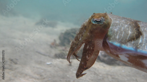 Mourning Cuttlefish, Sepia Plangon in Sydney, Australia