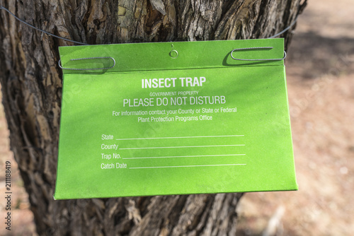 Government agency insect trap hanging on tree. 