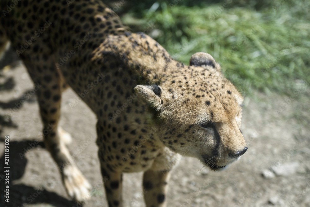 Guépard Guépard