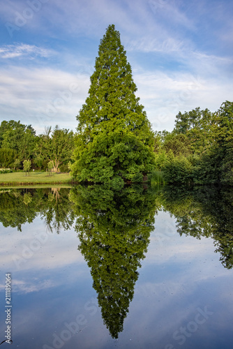 tree reflection