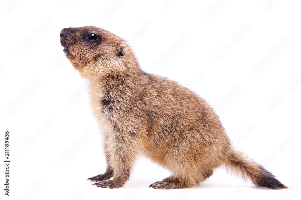 The bobak marmot cub on white The bobak marmot cub on white