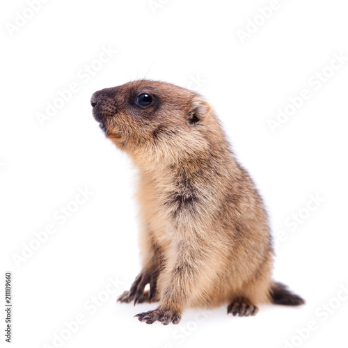 The bobak marmot cub on white © Farinoza