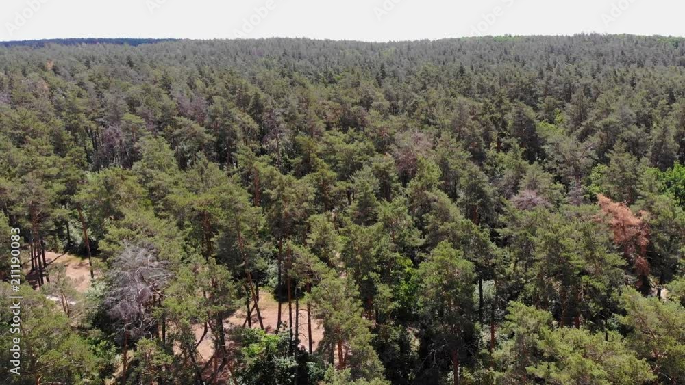 4K The flight of the camera over the pine forest. Slow smooth movement of the camera along the thick forests of the forest. 4K The flight of the camera over the pine forest. Slow smooth movement of the camera along the thick forests of the forest.