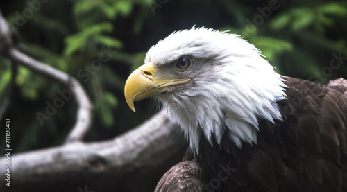 Eagle