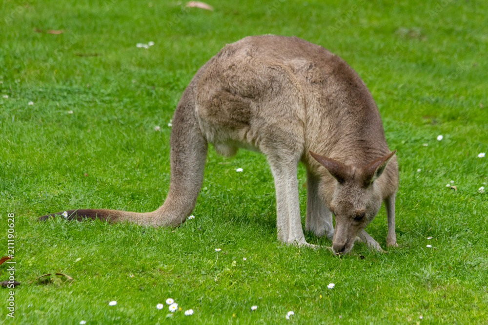 Adult Kangaroo Grazing in Green Grass Adult Kangaroo Grazing in Green Grass
