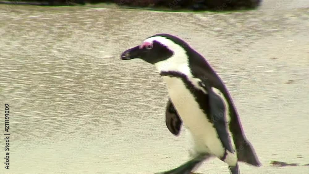 Penguin Waddling Though Ocean Waves