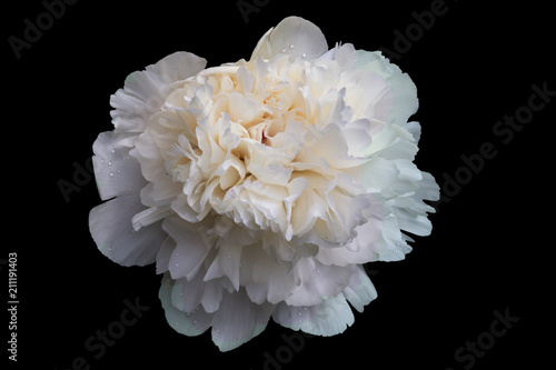 Fototapeta Naklejka Na Ścianę i Meble -  The large flower of a white peony with a set of petals and drops of water isolated on a black background.