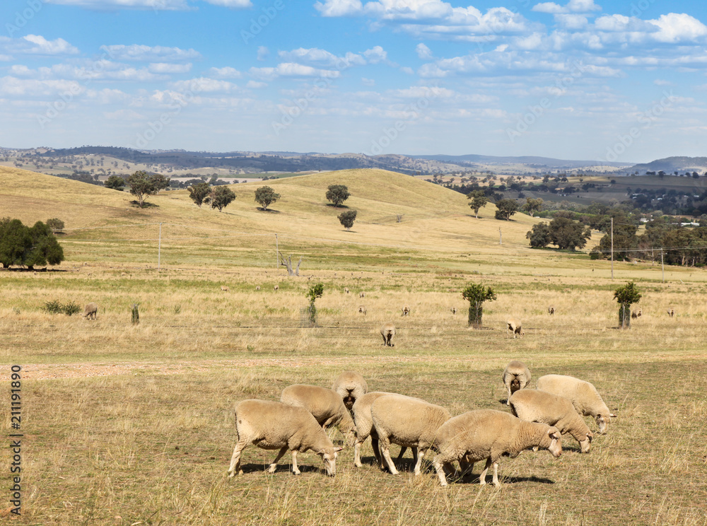 Fototapeta premium Cowra - New South Wales Australia. Located in the central western region of NSW Cowra has good agricultural land with sheep and grain crops. 