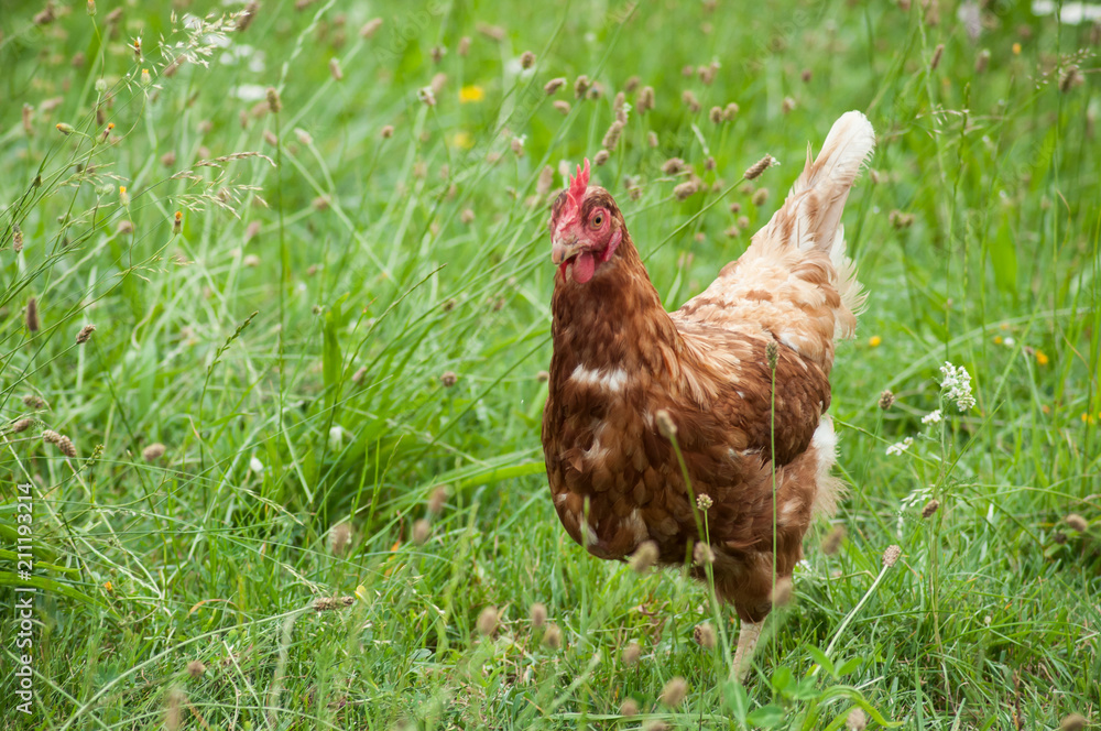 Fototapeta premium portrait of chicken in a Traditional free range poultry farming