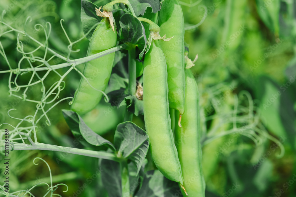Beautiful close up of green fresh peas and pea pods. Healthy food. Selective focus on fresh bright green pea pods on a pea plants in a garden. Growing peas outdoors and blurred background. Beautiful close up of green fresh peas and pea pods. Healthy food. Selective focus on fresh bright green pea pods on a pea plants in a garden. Growing peas outdoors and blurred background.