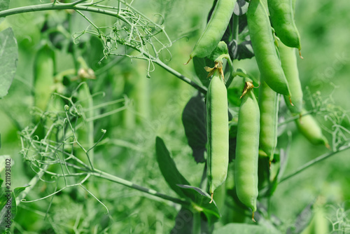Beautiful close up of green fresh peas and pea pods. Healthy food. Selective focus on fresh bright green pea pods on a pea plants in a garden. Growing peas outdoors and blurred background.