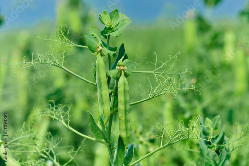 Beautiful close up of green fresh peas and pea pods. Healthy food. Selective focus on fresh bright green pea pods on a pea plants in a garden. Growing peas outdoors and blurred background. photo