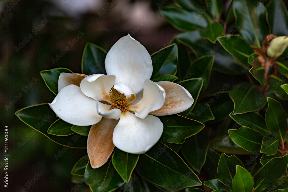 Obraz premium Magnolia 23