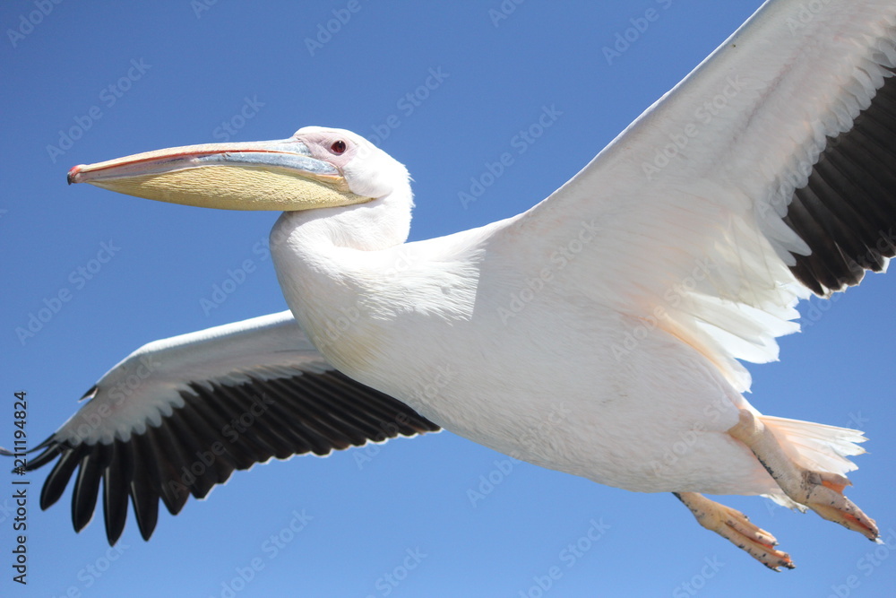 Fototapeta premium Close up of one pelican flying 