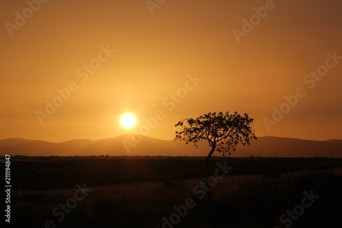 Sunset over the African savannah 