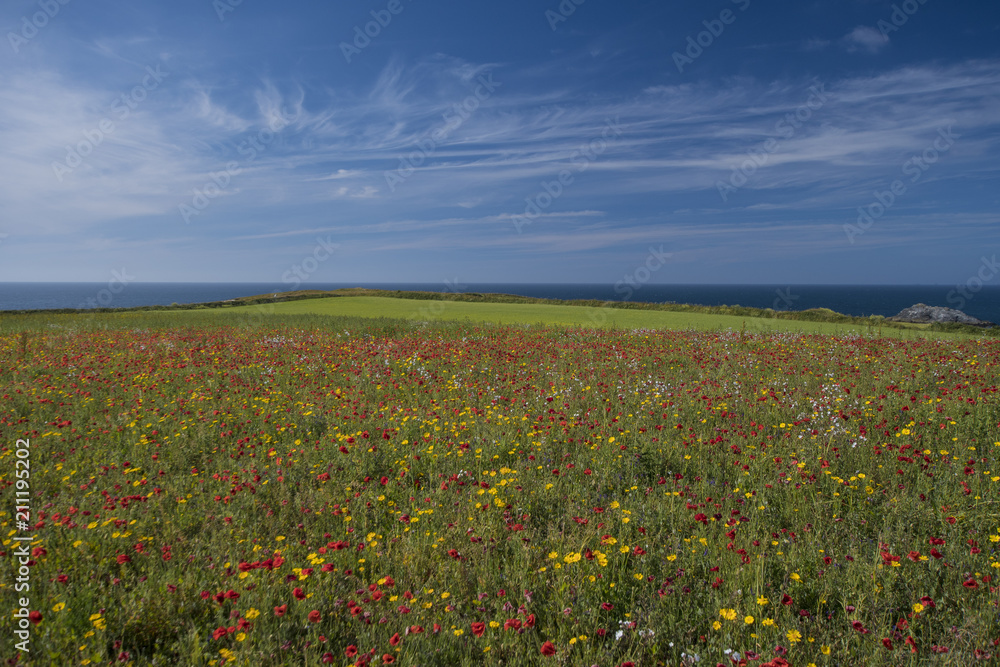 Poppies in a Field