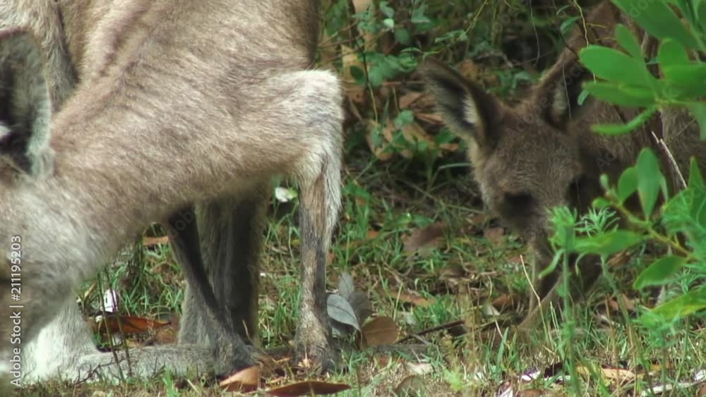 Mother and Baby Kangaroos Graze in Forster-Tuncurry, Australia Mother and Baby Kangaroos Graze in Forster-Tuncurry, Australia