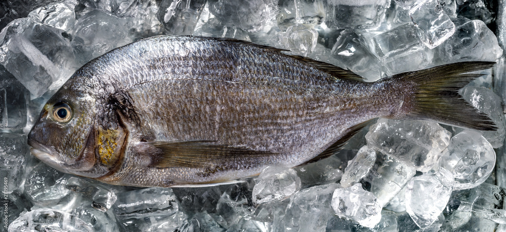 Fototapeta premium Fish Dorada raw and fresh on ice, top view. Seafood, fish