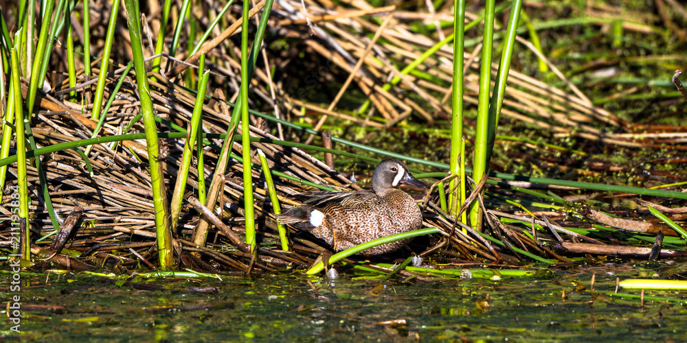 Male Blue-winged Teal in the marsh at Alamosa National Wildlife Refuge in southern Colorado Male Blue-winged Teal in the marsh at Alamosa National Wildlife Refuge in southern Colorado