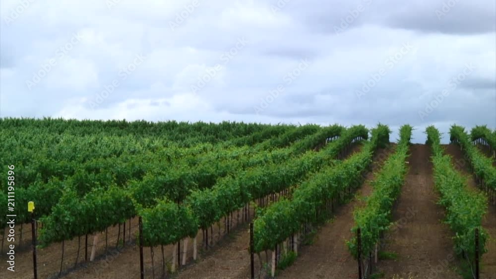 View of a Farm, Sonoma View of a Farm, Sonoma