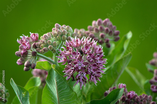 Common Milkweed, the essential plant for Monarch butterflies, blooms in summer and, in this case, harbors a tiny weevil and several ants  photo