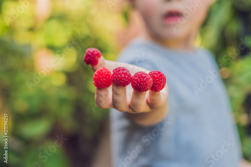 Child picking raspberry. Kids pick fresh fruit on organic raspberries farm. Children gardening and harvesting berry. Toddler kid eating ripe healthy berries. Outdoor family summer fun in the country photo