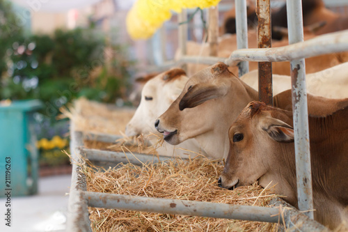 Cow eating grass in animal  farm © JC_STOCKER