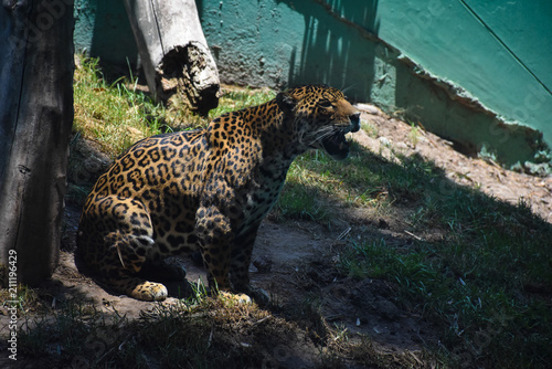 Fototapeta Naklejka Na Ścianę i Meble -  Leopardo