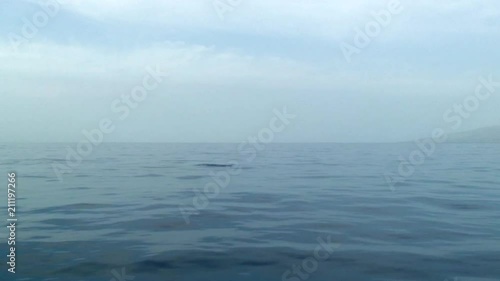 Dolphin Breaks Surface of Soft, Undulating Sea