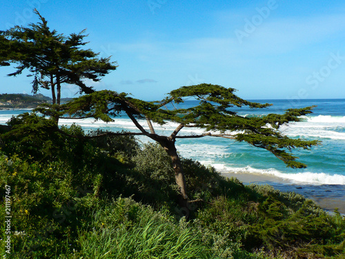 Cyprus Trees Monterey