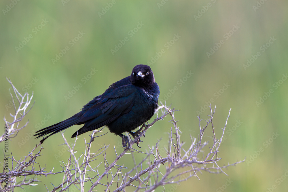 Obraz premium Rusty Blackbird on a thorny branch in Alamosa National Wildlife Refuge in southern Colorado