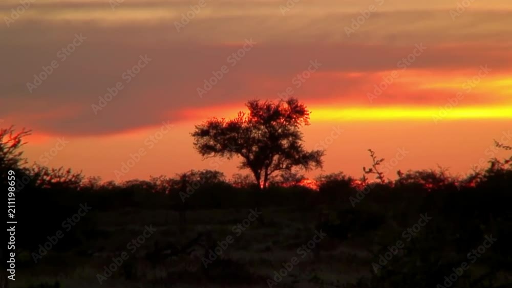 Zoom-In: Acacia Tree and Gorgeous Sunset Zoom-In: Acacia Tree and Gorgeous Sunset