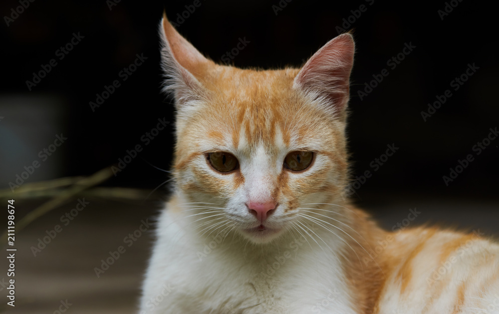 Portrait of a red cat, close-up. Beautiful Ginger cat, outdoors 