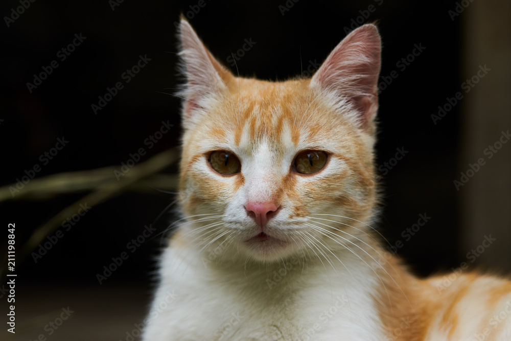Portrait of a red cat, close-up. Beautiful Ginger cat, outdoors 