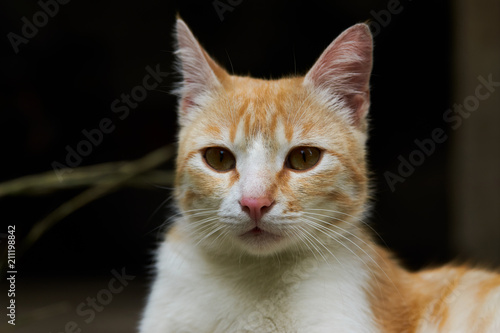 Portrait of a red cat, close-up. Beautiful Ginger cat, outdoors 