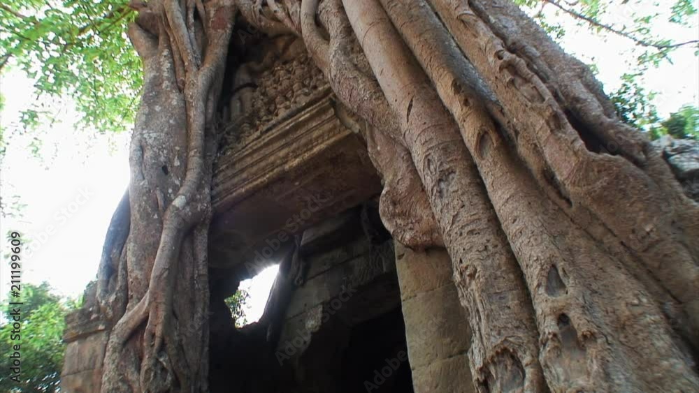 Looking Up a Large Tree at Tah Prohm Looking Up a Large Tree at Tah Prohm