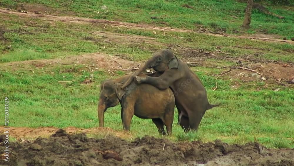 New Sexy Bf Elephant And Girls Bf Hd Videos - Elephant Sex, Pinnewala Sri Lanka Stock Video | Adobe Stock